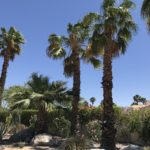A Picture Tour of Palm Springs